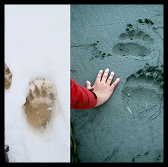 Bear tracks in Alaska