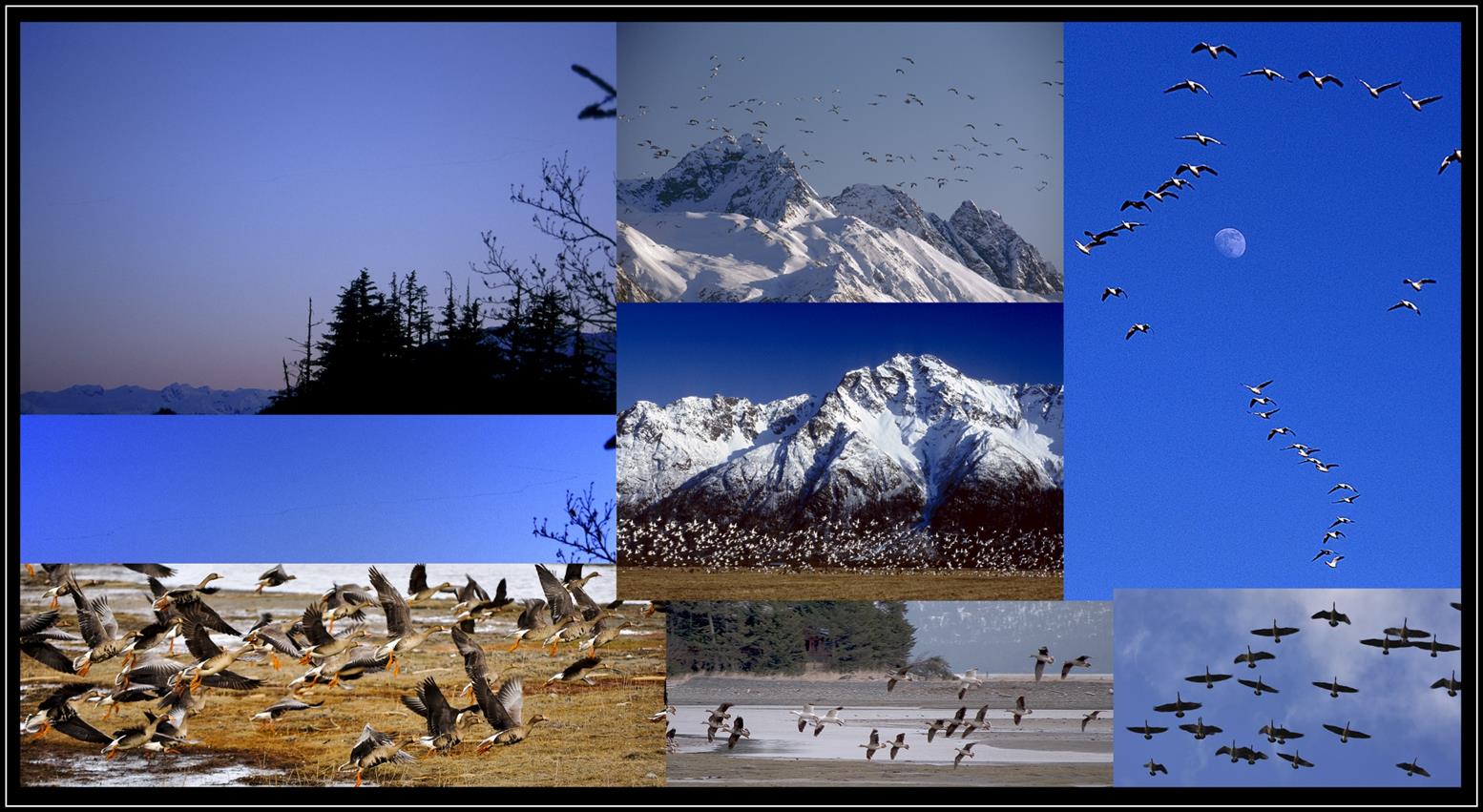 Images of migrating birds