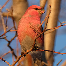 Hear bird songs